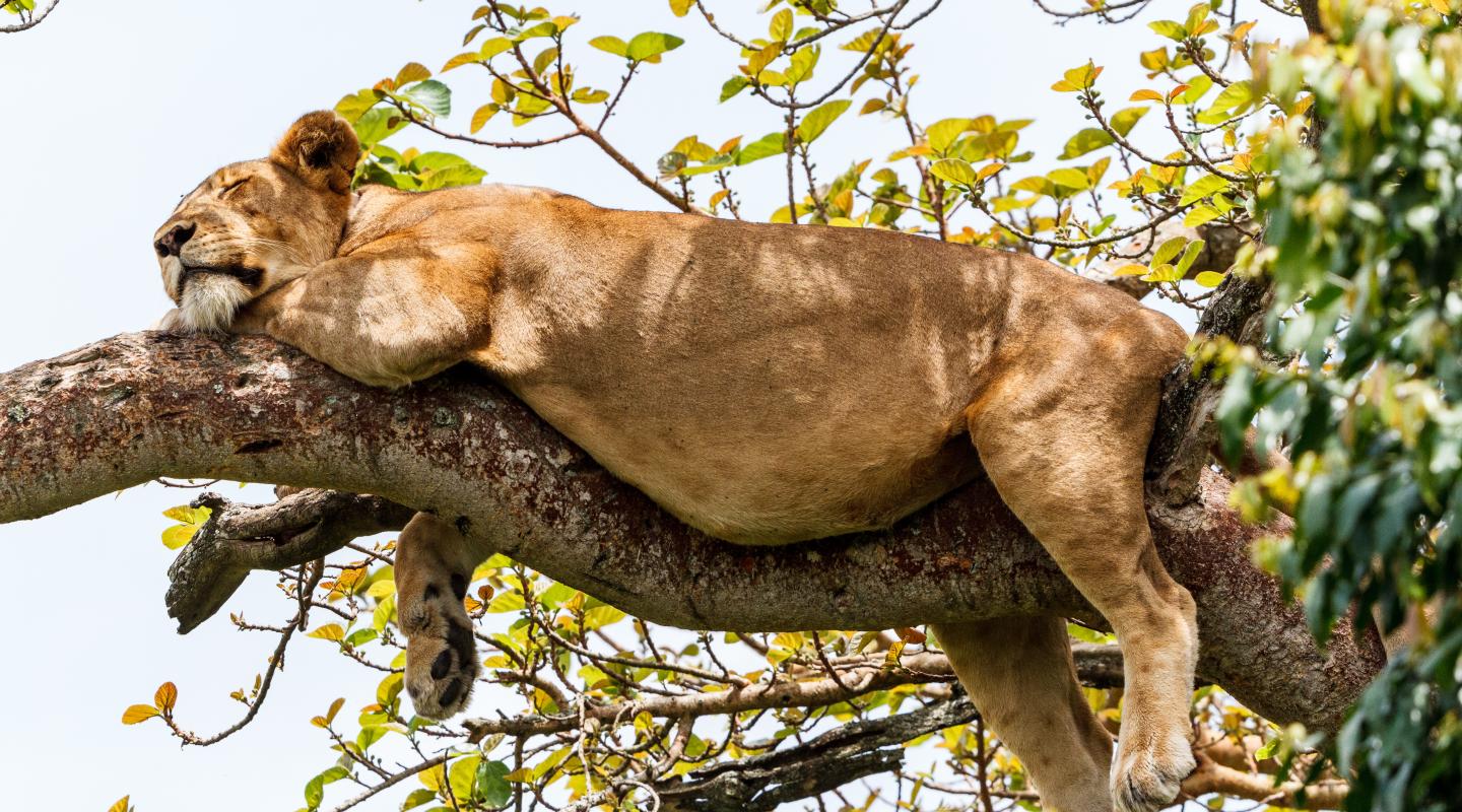 climber lions